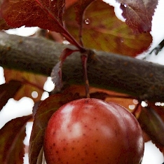 Фото плоду рослини - Слива розлога ф. темно-пурпурова (Слива Піссарда)